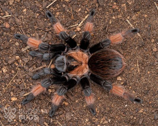 A female Brachypelma emilia, a Mexican red leg tarantula, poses on sandy clay.
