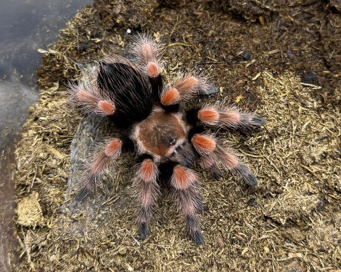 Brachypelma smithi (Smith's red knee tarantula) 0.5"