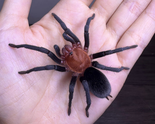 Bumba horrida (Brazilian redhead tarantula) 0.33"