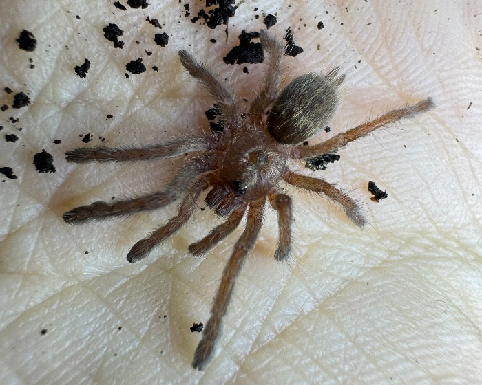 Ceratogyrus brachycephalus (greater horned baboon tarantula) 0.5"