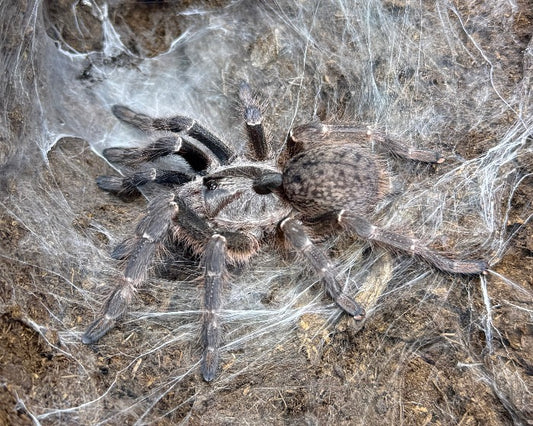 Ceratogyrus darlingi (rear horned baboon tarantula) 0.75"