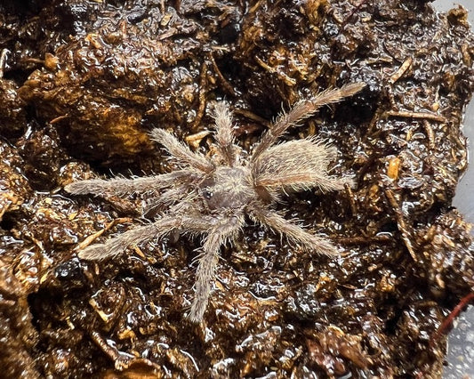 Ceratogyrus meridionalis (Zimbabwe gray baboon tarantula) 0.75"