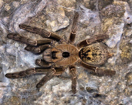 Ceratogyrus sanderi (Namibian horned baboon tarantula) 0.5"