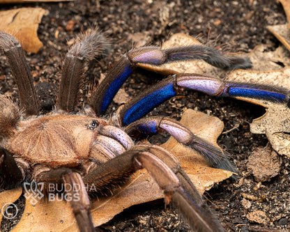 Chilobrachys natanicharum (electric blue tarantula) 1"