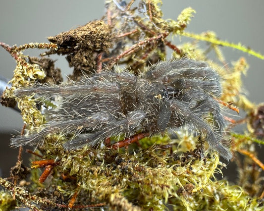 Chilobrachys sp. 'Kaeng Krachan' (Kaeng Krachan black tarantula) 0.75"