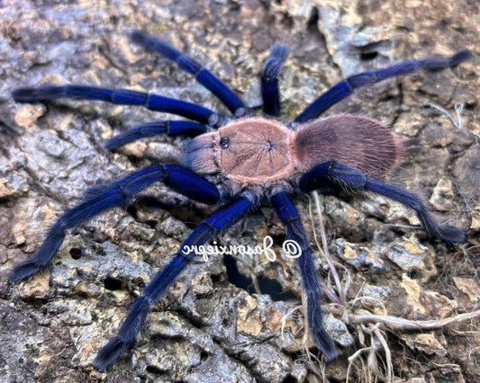 Chilobrachys sp. ‘South Thailand blue’ (Thai blue tarantula) 0.75"