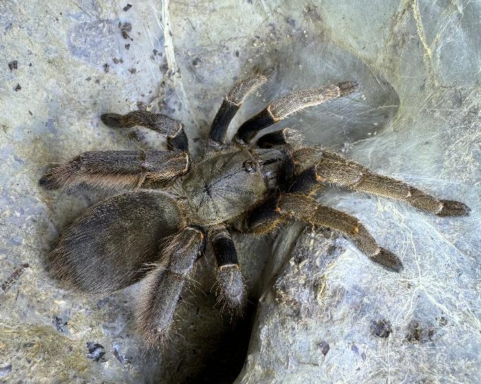 Citharognathus tongmianensis (Chinese stout leg earth tiger tarantula) 0.75"