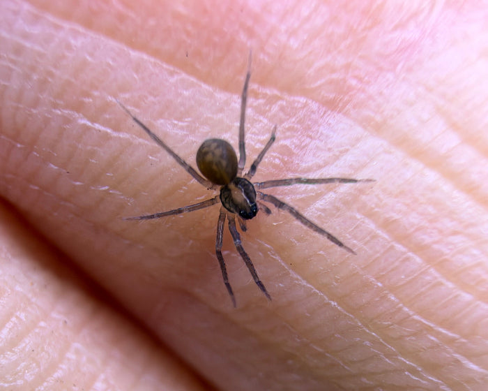 Ctenidae sp. 'Mamfe Road' (gold band wandering spider) 0.125"