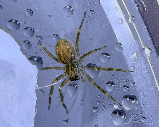 Cupiennius coccineus (red-thighed bromeliad spider) 0.25"