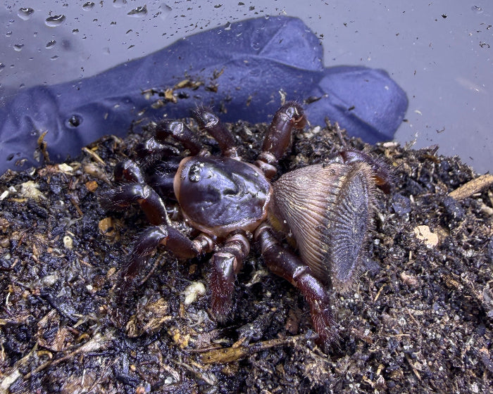 Cyclocosmia latusicosta (wide-ribbed turret rump trapdoor spider) 2"
