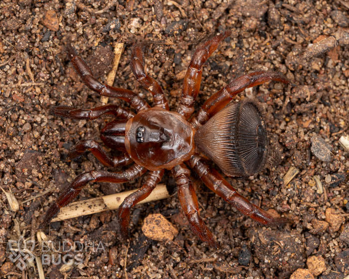 A juvenile Cyclocosmia ricketti, a Chinese hourglass trap door spider, poses on sand.