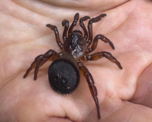 Cyclocosmia ricketti (Chinese hourglass trap door spider) 2”