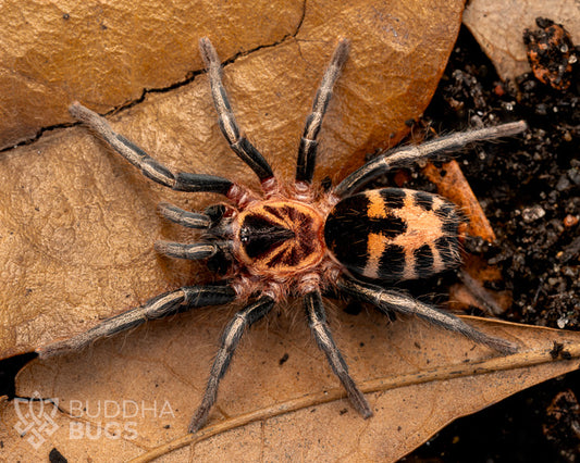 A female Cyriocosmus leetzi, a Colombian dwarf tiger tarantula, poses on a fallen leaf.