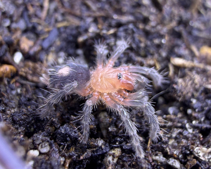 Cyriocosmus perezmilesi (Bolivan dwarf tarantula) 0.33"