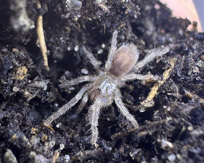 Cyriocosmus sp. 'oro negro' (black and gold dwarf tarantula) 0.25"