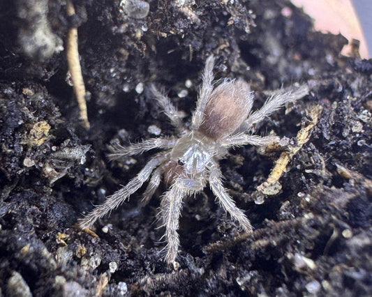 Cyriocosmus sp. 'oro negro' (black and gold dwarf tarantula) 0.25"