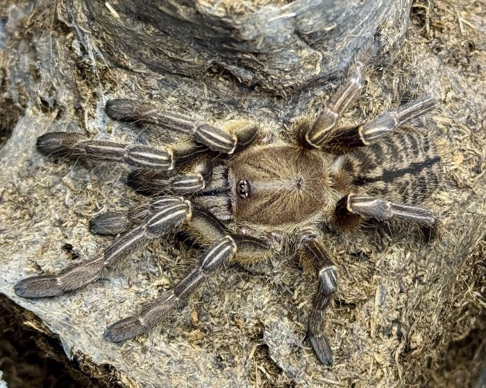 Cyriopagopus albostriatus (Thai zebra earth tiger tarantula) 0.5 ...