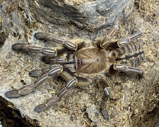 Cyriopagopus albostriatus (Thai zebra earth tiger tarantula) 0.5"