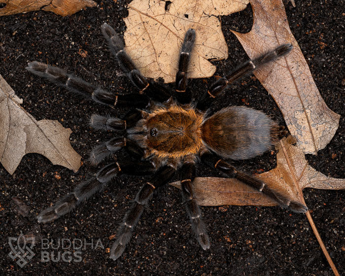 A female Cyriopagopus doriae, a Bornean orange fringe tarantula, poses on terra preta.