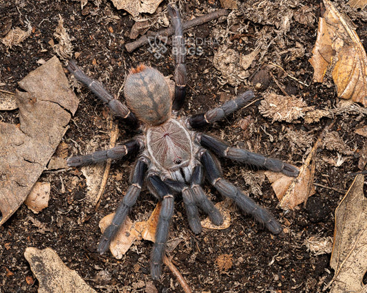 A female Cyriopagopus hainanus, a Chinese black earth tiger tarantula, poses on sandy clay.