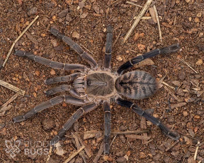 A female Cyriopagopus longipes, a Vietnamese earth tiger tarantula, poses on sandy clay.