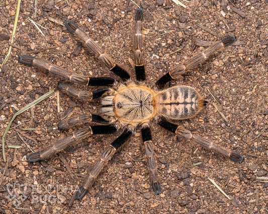 An adult female Haplopelma robustum, a Malaysian blue femur tarantula, poses on sandy clay.