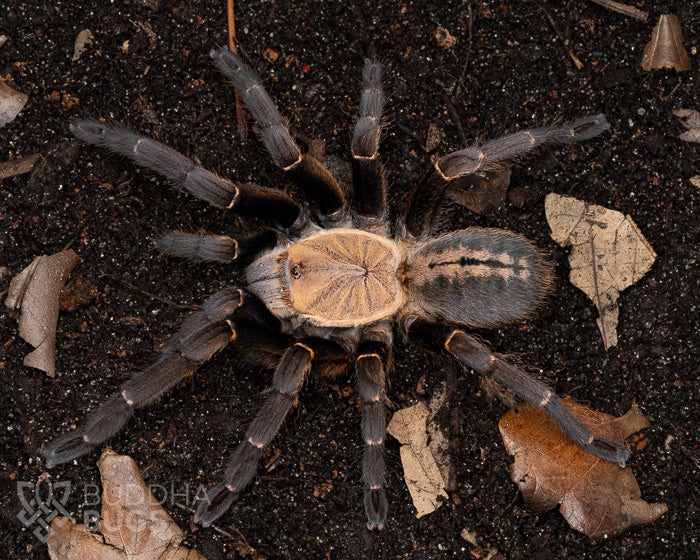 Cyriopagopus sp. 'Bach Ma' (Bach Ma earth tiger tarantula) Haplopelma sp. 'Bach Ma' 