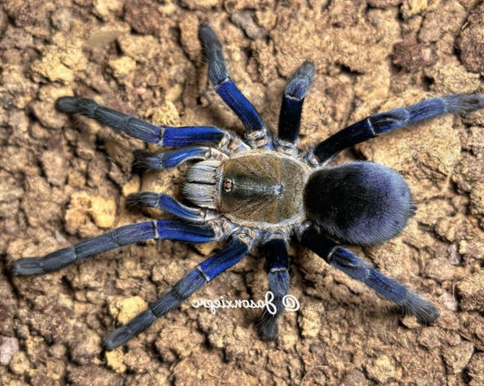 Cyriopagopus sp. ‘midnight blue’ (Cambodian midnight blue earth tiger tarantula) 0.75"