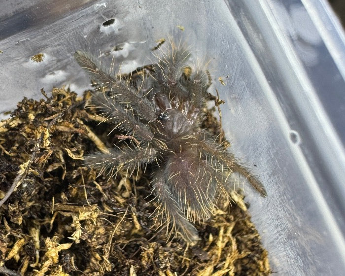 Cyriopagopus vonwirthi 'big black' (Thai big black earth tiger tarantula) 0.5"