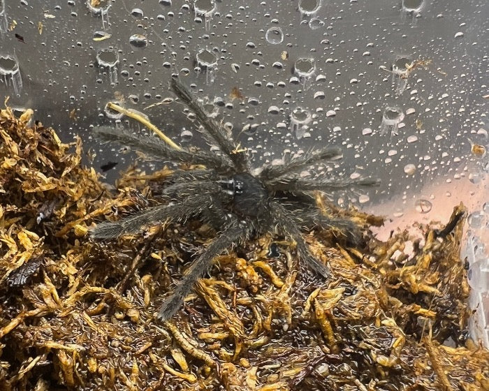 Cyriopagopus vonwirthi (Vietnamese earth tiger tarantula) 0.75"