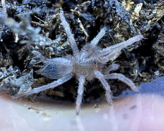 Cyrtopholis sp. 'horned' (Dominican horned tarantula) 0.33"