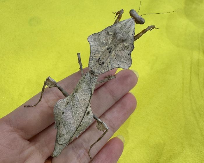 LOCAL PICKUP ONLY Deroplatys lobata (lobed dead leaf mantis) L3-L4