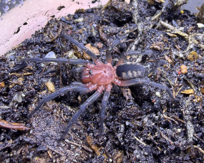 Diplura sanguinea (blood-red curtain-web spider) 0.75"