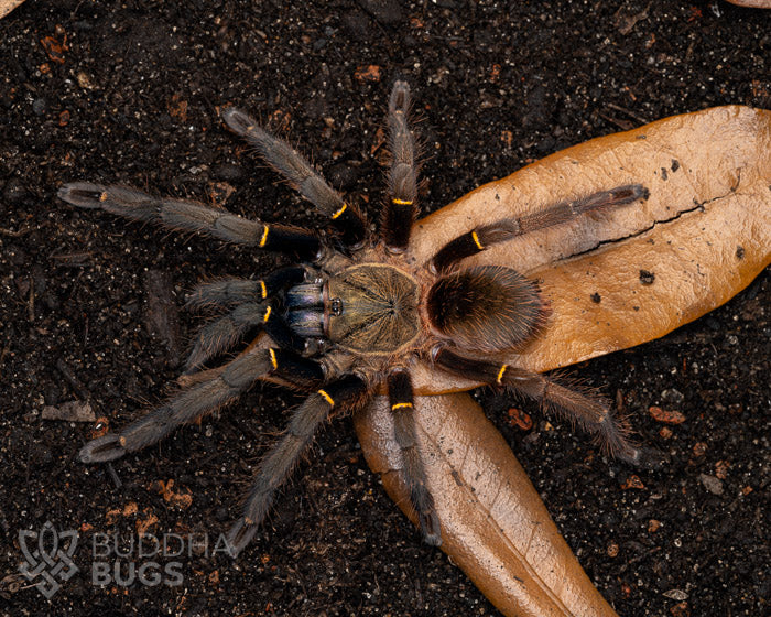 Ephebopus cyanognathus (blue fang tarantula) 0.75"