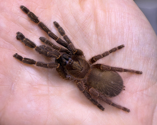 Ephebopus rufescens (red skeleton tarantula) 0.75"