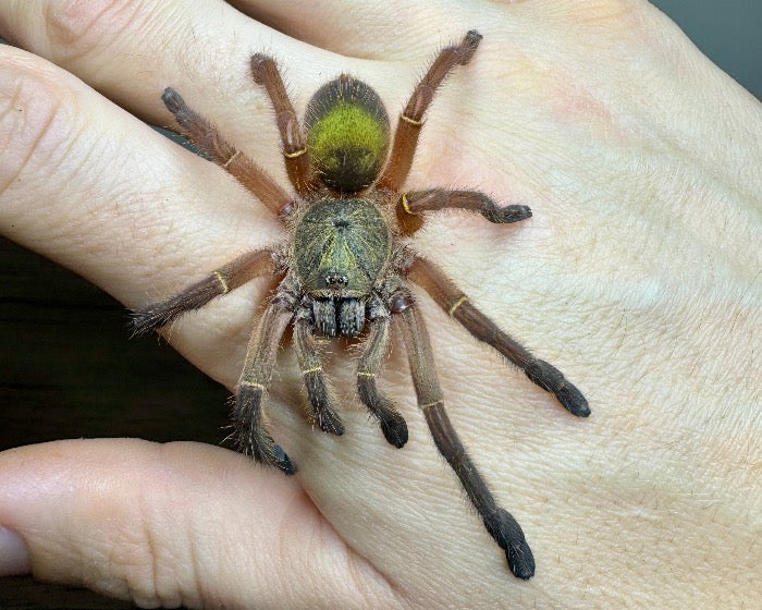 Ephebopus uatuman (emerald skeleton tarantula) 1"