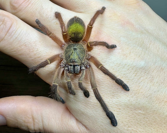 Ephebopus uatuman (emerald skeleton tarantula) 0.75"