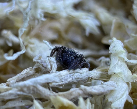 Eresus hermani (Herman's ladybird spider) 0.125"
