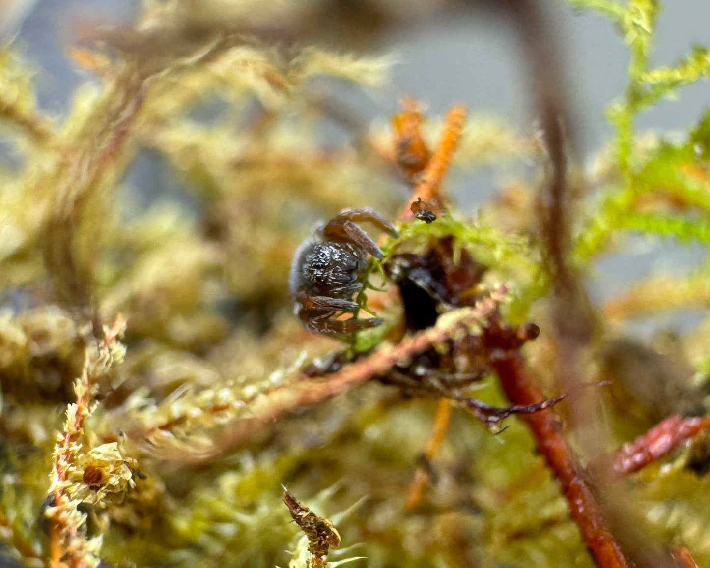 Eresus ruficapillus (red-haired ladybird spider) 0.25"