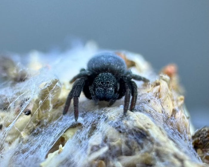 Eresus cf. moravicus 'yellow' (yellow-faced ladybird spider) 0.125”