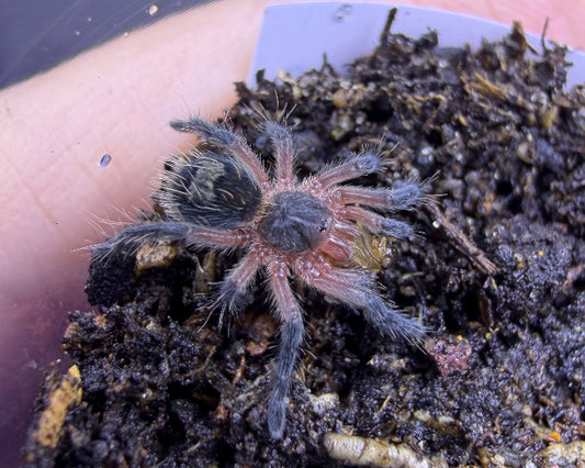 Euathlus manicatus 'green' (Chilean emerald flame tarantula) 0.5"