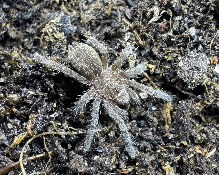 Eucratoscelus pachypus (Tanzanian stout leg baboon tarantula) 0.5"