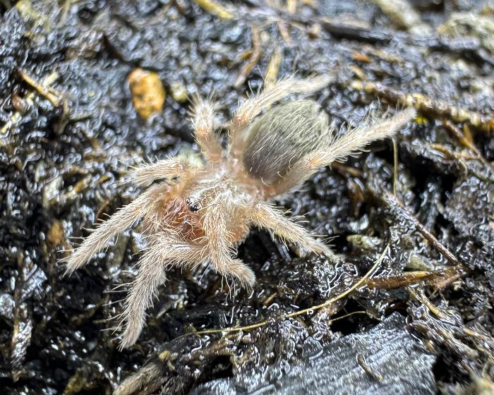 Eupalaestrus campestratus (pink zebra beauty tarantula) 0.33"