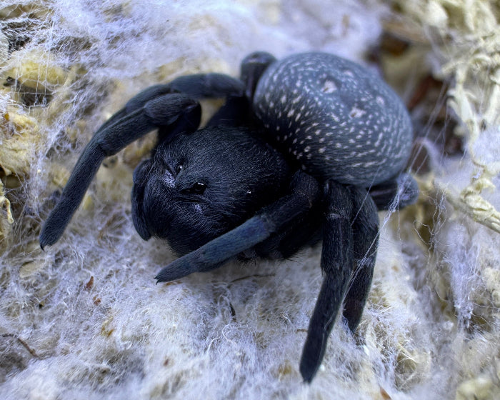 A female Gandanameno species, a tree velvet spider, poses on its web. 