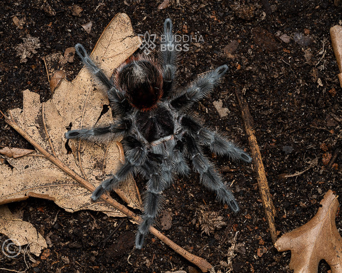 Grammostola actaeon (Brazilian red rump tarantula) 