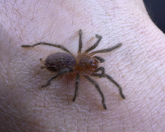 Grammostola aff. grossa (Guarani giant tarantula) 0.75"