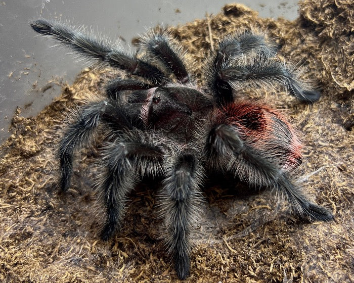 A female Grammostola iheringi, an Entre Rios tarantula, poses on sandy clay. 