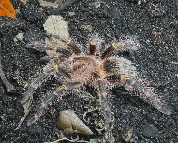 Grammostola pulchripes (Chaco golden knee tarantula) 0.5"