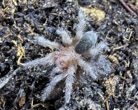 Grammostola quirogai (Uruguayan black tarantula) 0.75"