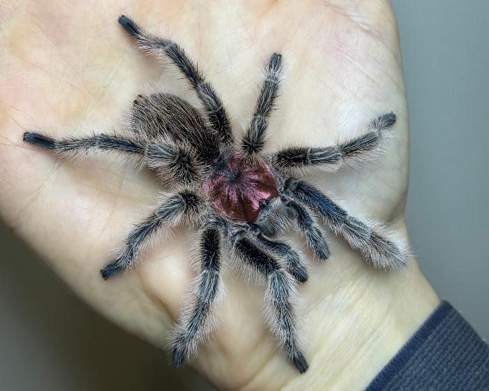 Grammostola rosea 'NCF', formerly Grammostola porteri (Chilean rose hair tarantula) 